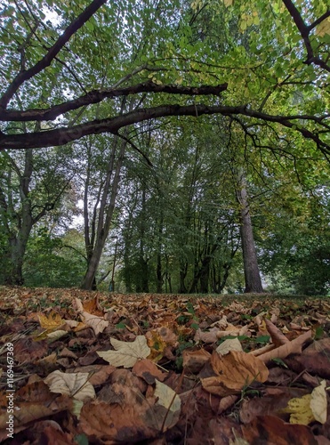 autumn in the forest