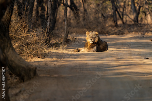 Canvas Print Shot on safari