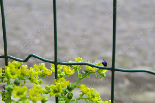 Colorful and vibrant flower found in a garden photo