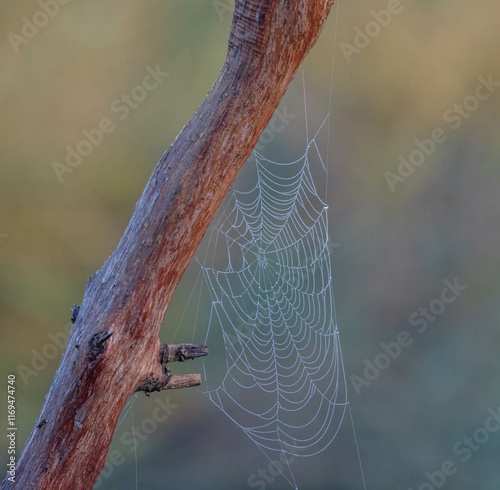 Spinnennetz