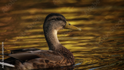 Ente am Morgen