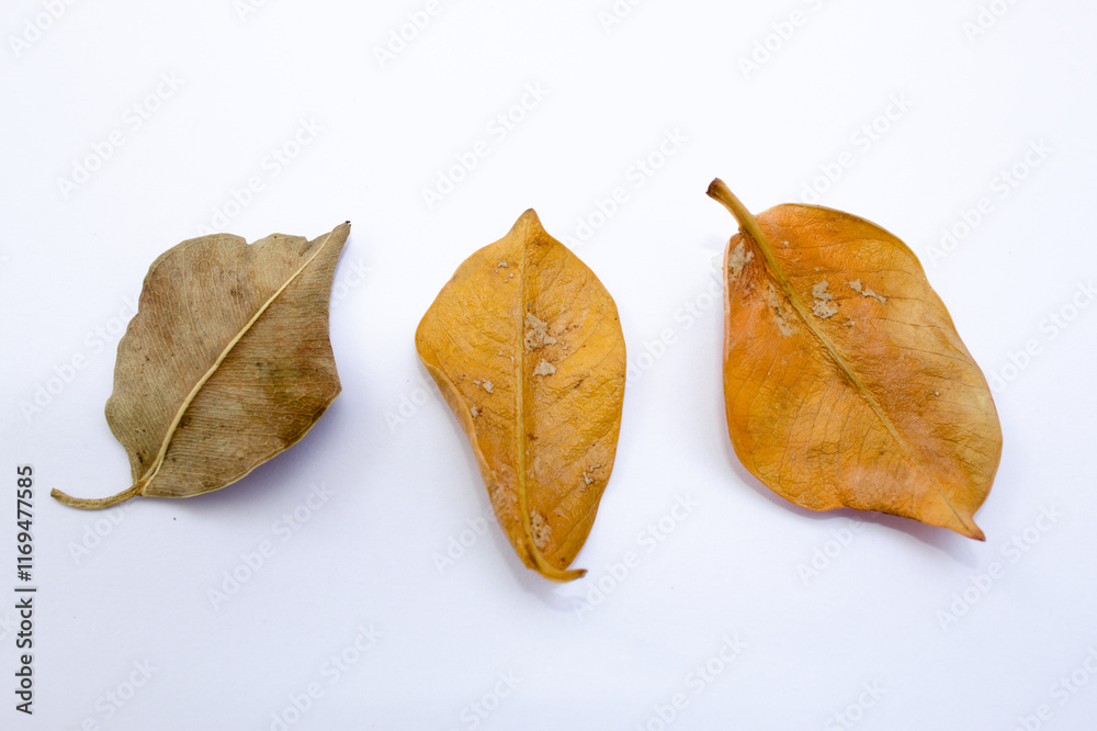 Dry leaf fallen from an old tree Dry leaf fallen from an old tree