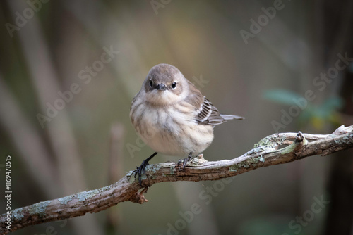 Yellow-rumped Warbler photo