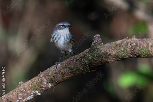 Yellow-rumped Warbler photo