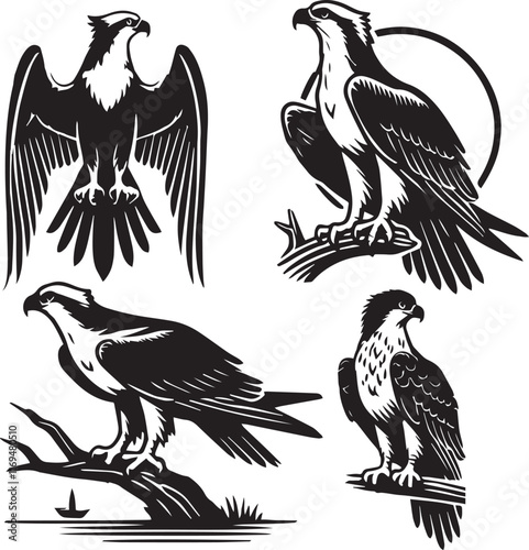 silhouette set of osprey sitting poses, osprey vector illustration, wildlife design vector, 