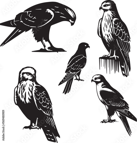 silhouette set of northern harrier sitting poses,harrier black and white, flying bird silhouette