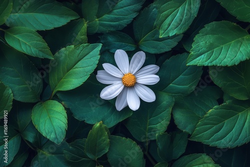 Bright white flower surrounded by dark green leaves creates a stunning natura...