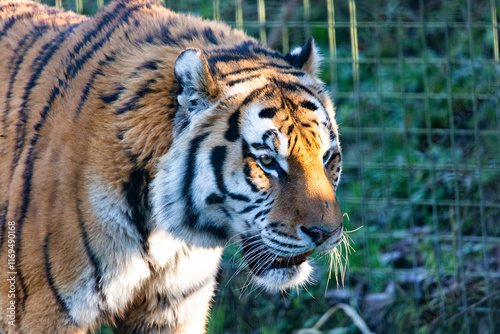 A Siberian Tiger walking through it's enclosure at Whipsnade Zoo, UK.
  photo