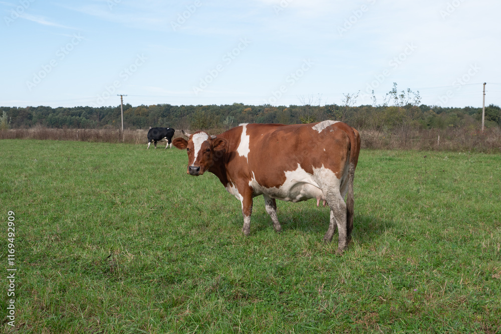 Cows graze on the pasture of the farm. Agriculture. Cattle breeding. Cows graze on the pasture of the farm. Agriculture. Cattle breeding.