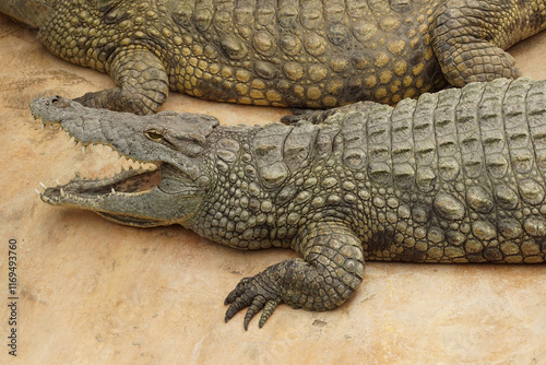 Closeup on large freshwater Nile crocodile, Crocodylus niloticus basking in the sun photo