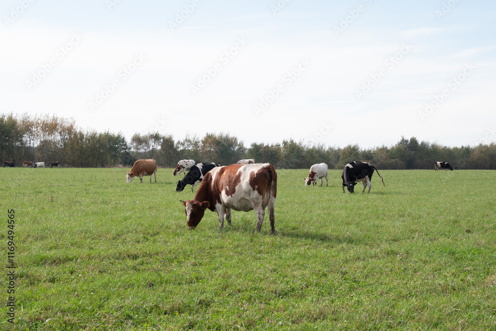 Cows graze on the pasture of the farm. Agriculture. Cattle breeding. Cows graze on the pasture of the farm. Agriculture. Cattle breeding.