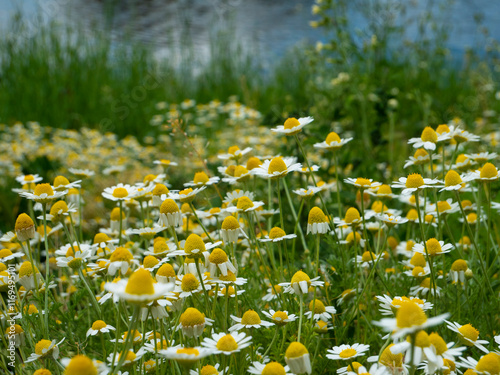 Medicinal chamomile, Matricaria chamomilla L. on the lake shore. photo