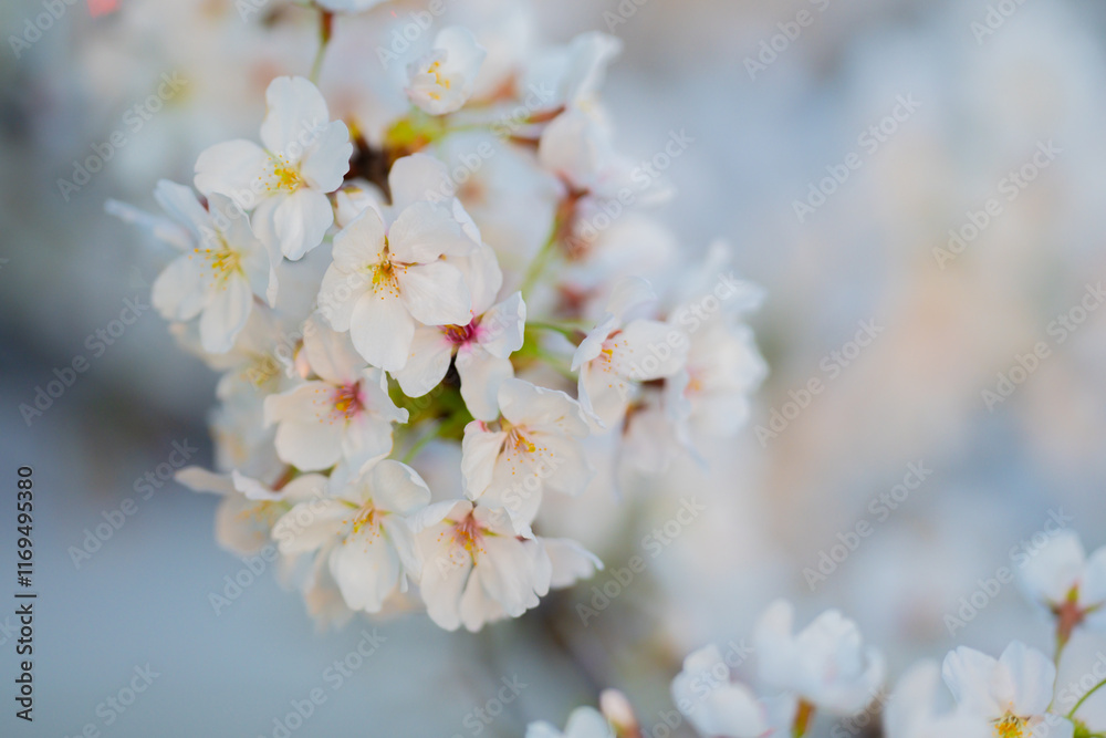 Fototapeta premium Branches of blossoming cherry on blue sky background. Spring photo of blossom spring nature. White flowers the fruit tree. Cherry blossoms white flowers against a blue sky.