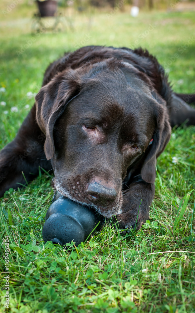 Chocolate Labrador Retriever chewing a black toy on a sunny day in Green Grass Park. Close-up on the muzzle. Chocolate Labrador Retriever chewing a black toy on a sunny day in Green Grass Park. Close-up on the muzzle.