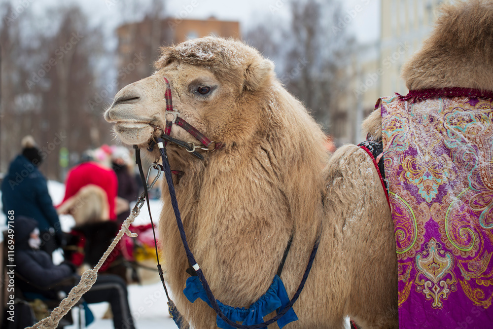 Obraz premium A camel on the street of the city, which is used for riding people.
