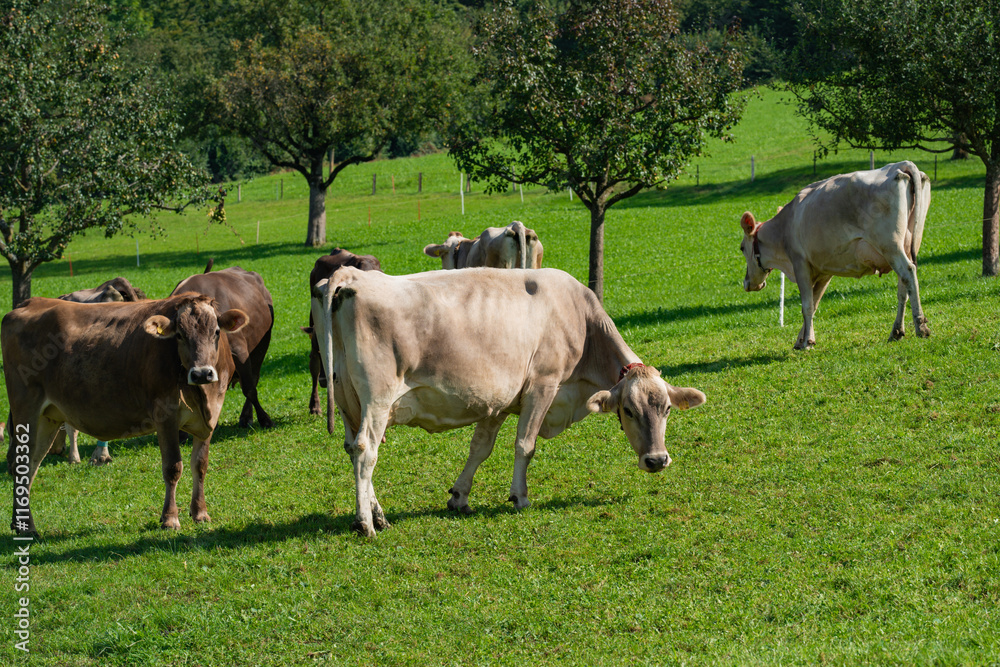 Cow on on spring meadow. Cows farm nature. Cattle eating grass, grazing on pasture. Herd of cows on an agricultural farm. Cow on lawn. Cow grazing on green meadow. Holstein cow. Cow on on spring meadow. Cows farm nature. Cattle eating grass, grazing on pasture. Herd of cows on an agricultural farm. Cow on lawn. Cow grazing on green meadow. Holstein cow.