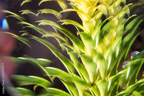 green plant close up in abstraction