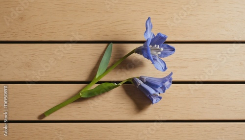 Single bluebell flower on a light ashwood table flat lay photo