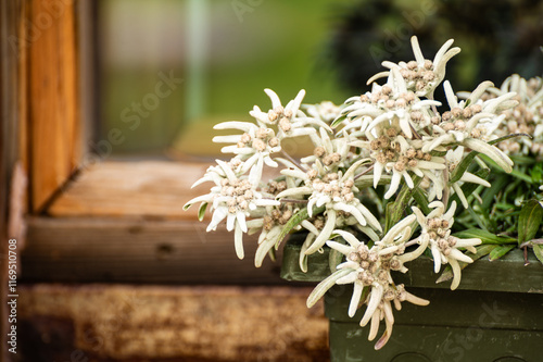 Edelweiss Alpine, leontopodium (Leontopodium) - genus of dicotyledonous herbaceous plants aster family (Asteraceae), or Compositae (Compositae)
 photo