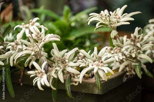 Edelweiss Alpine, leontopodium (Leontopodium) - genus of dicotyledonous herbaceous plants aster family (Asteraceae), or Compositae (Compositae)
 photo