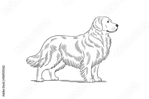 golden retriever, line art, vector illustration
