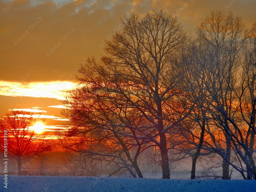Naklejka premium Red sunset low above horizon with snow and fog, orange and blue sky and dark trees in winter season - abstract colorful composition. Topics: beauty of nature, wallpaper, cold, climate, vegetation