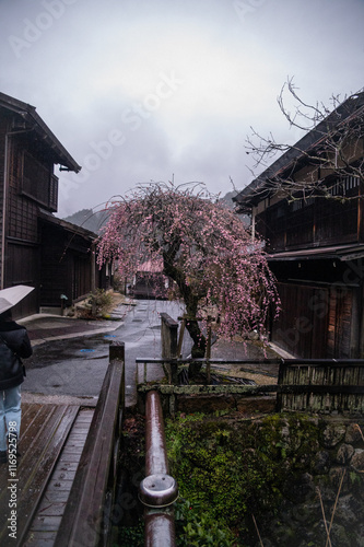 japan wooden bridge sakuru pink tree park