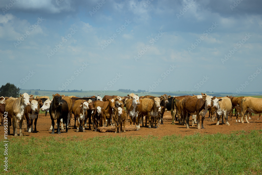 Obraz premium Fotos diversas, paisagem, campo, churrasco