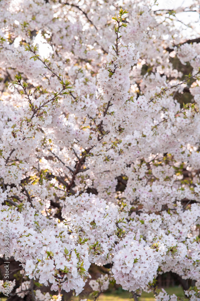 cherry pink tree blossom sakura forest cherry pink tree blossom sakura forest