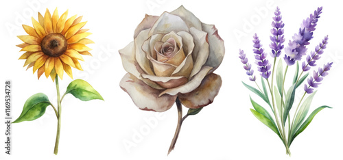 Watercolor floral illustration, vibrant sunflower, elegant rose, soothing lavender, botanical art style, nature-inspired decor.