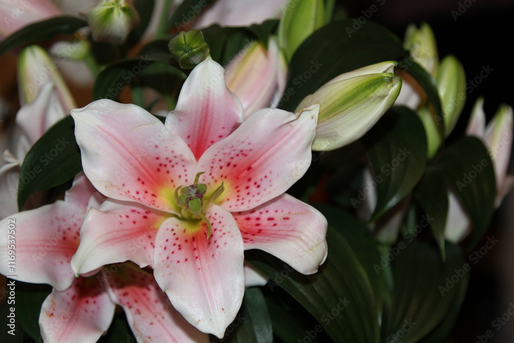 Fototapeta premium Fresh pink lilium flower