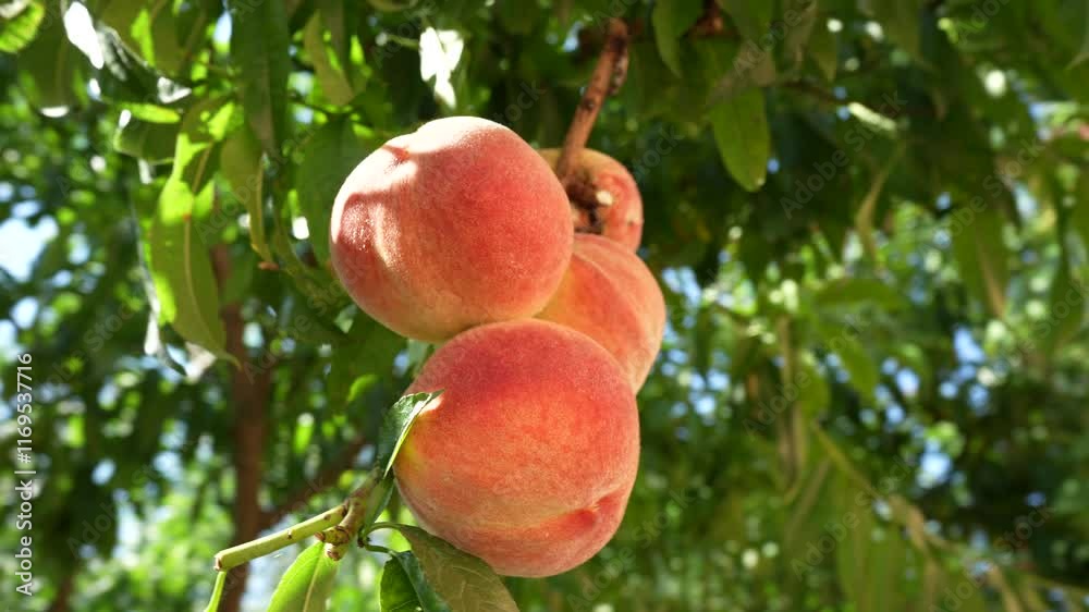 Fresh, ripe peaches on the tree in fruit summer garden, rotates, close up. Rich harvest of peaches. Ripe fruits on the peach tree in the orchard on a sunny day. Homegrown, organic peaches