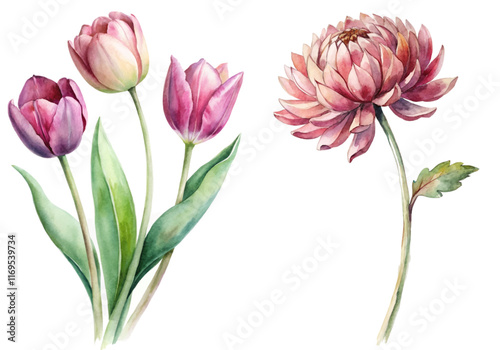 Watercolor floral illustration, vibrant tulips, delicate chrysanthemum, botanical art, nature-inspired design, elegant decor.
