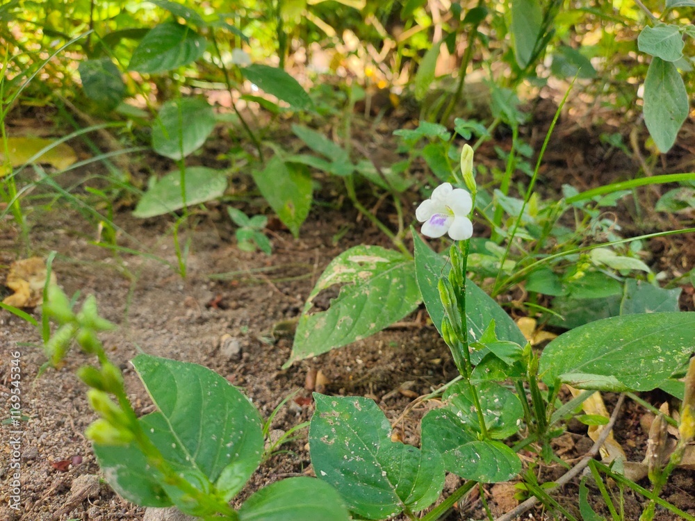 Fototapeta premium grass and flowers