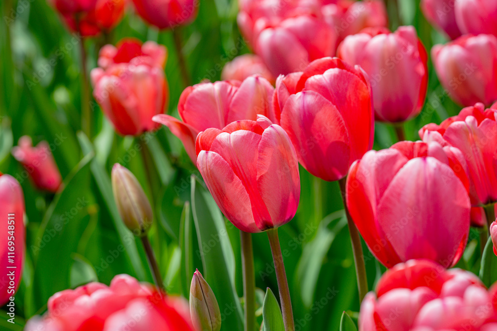 Bunch of red tulips. Close up spring flowers. Amazing red pink tulips blooming in garden. Tulip flower plants landscape. Spring blossom background. Spring blossom red and green background. Bunch of red tulips. Close up spring flowers. Amazing red pink tulips blooming in garden. Tulip flower plants landscape. Spring blossom background. Spring blossom red and green background.