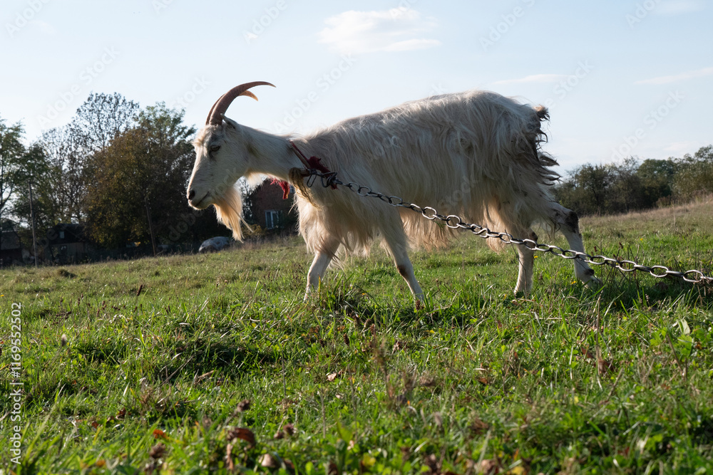 Fototapeta premium Goats graze on the meadow. Agriculture. Care of goats.