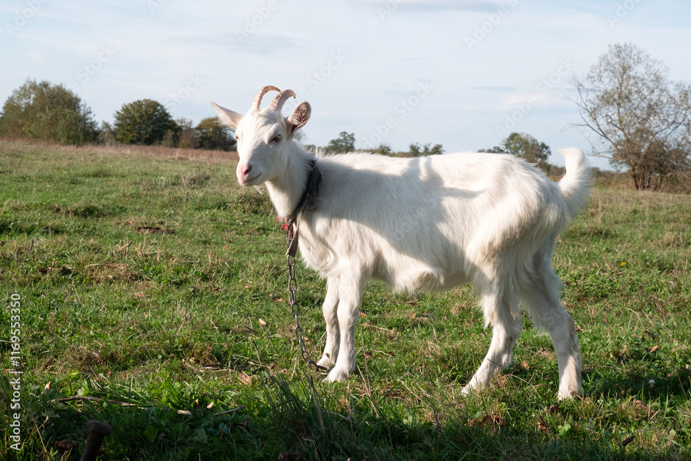 Fototapeta premium Goats graze on the meadow. Agriculture. Care of goats.