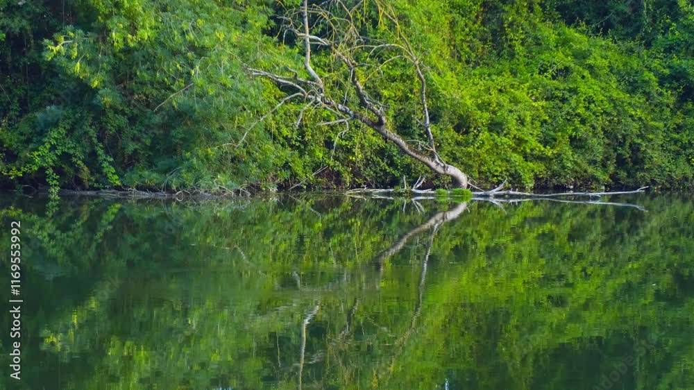 grass and water