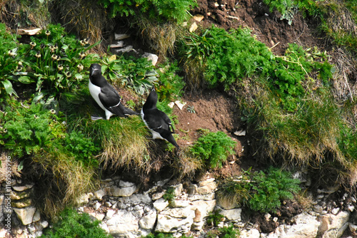 Seabird razorbill on the cliffs at Bempton  photo