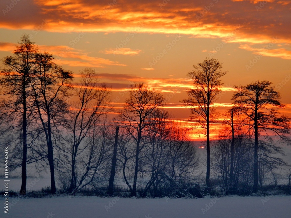 Obraz premium Red sunset low above horizon with fog, snow, snowy fields, black trees in winter season with orange sky with clouds - abstract colorful composition. Topics: beauty of nature, wallpaper