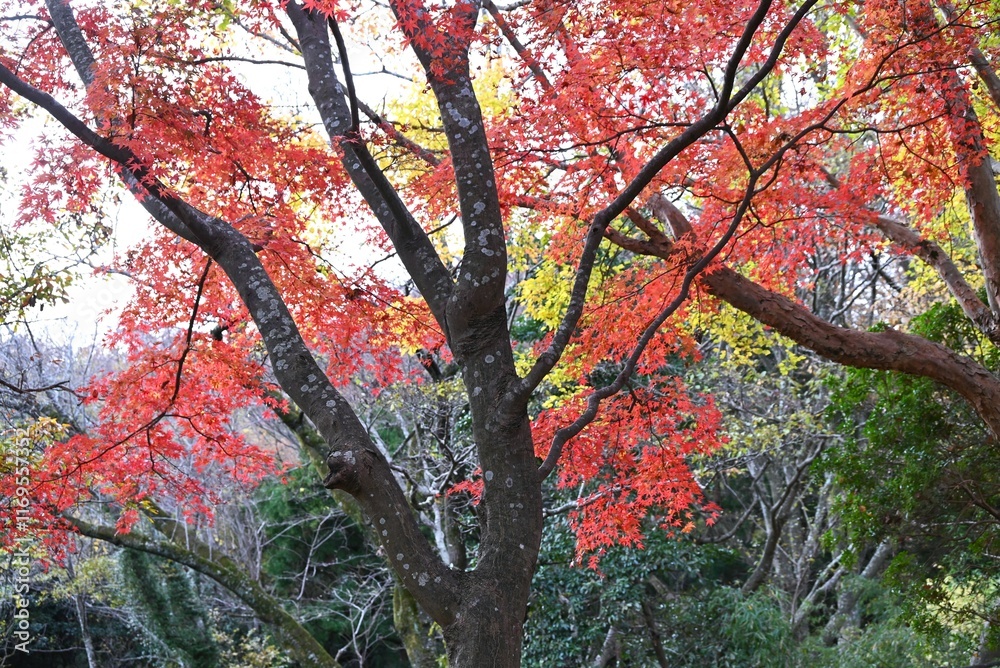 The autumn leaves of the Japanese maple tree. A typical feature of autumn in Japan.
The autumn leaves of the Japanese maple tree. A typical feature of autumn in Japan.