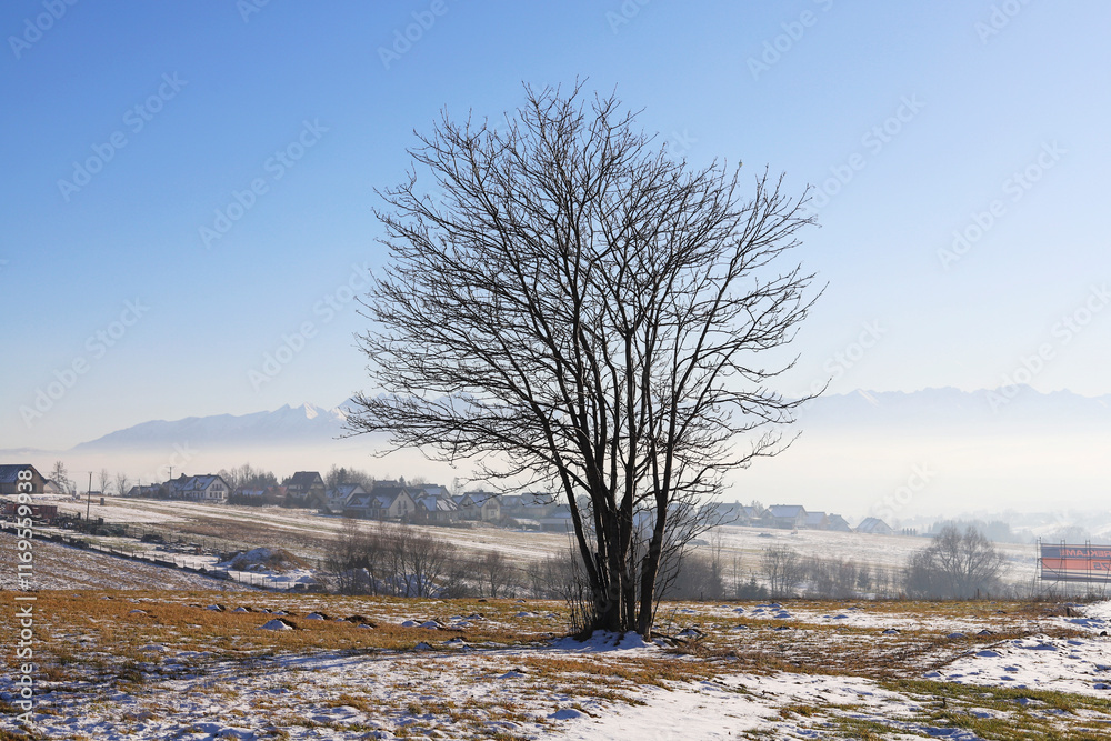 A lonely tree on the field. Conceptual image on global warming, lack of snow in winter, and too high temperatures.
