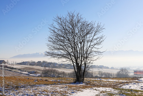 Obraz na płótnie A lonely tree on the field. Conceptual image on global warming, lack of snow in winter, and too high temperatures. w salonie