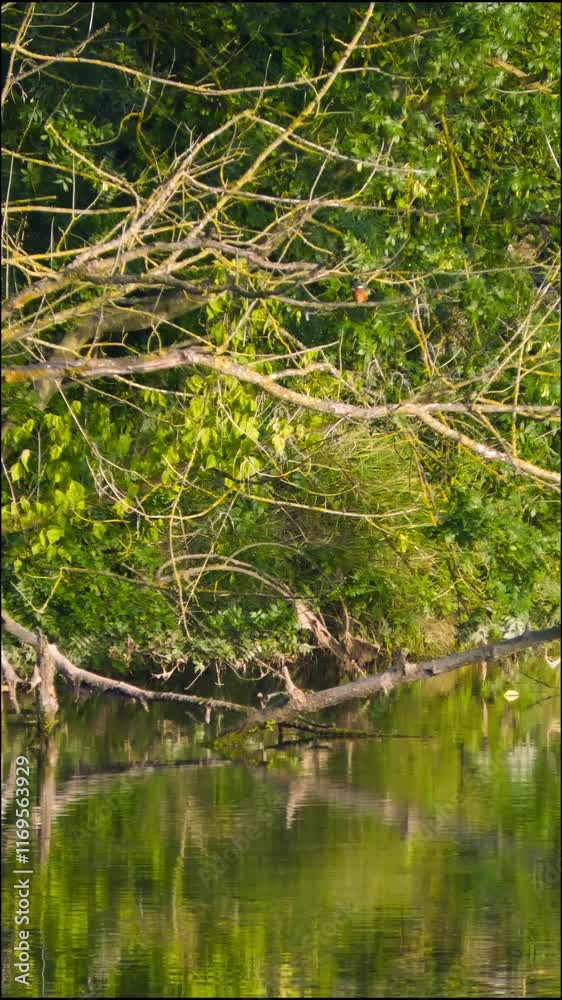 river in the forest