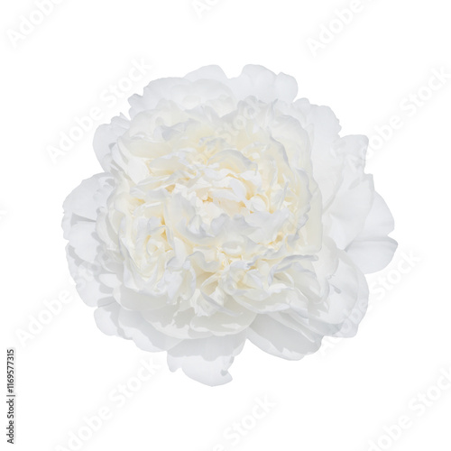 Elegant White Peony Flower Blooming Isolated on Transparent Background