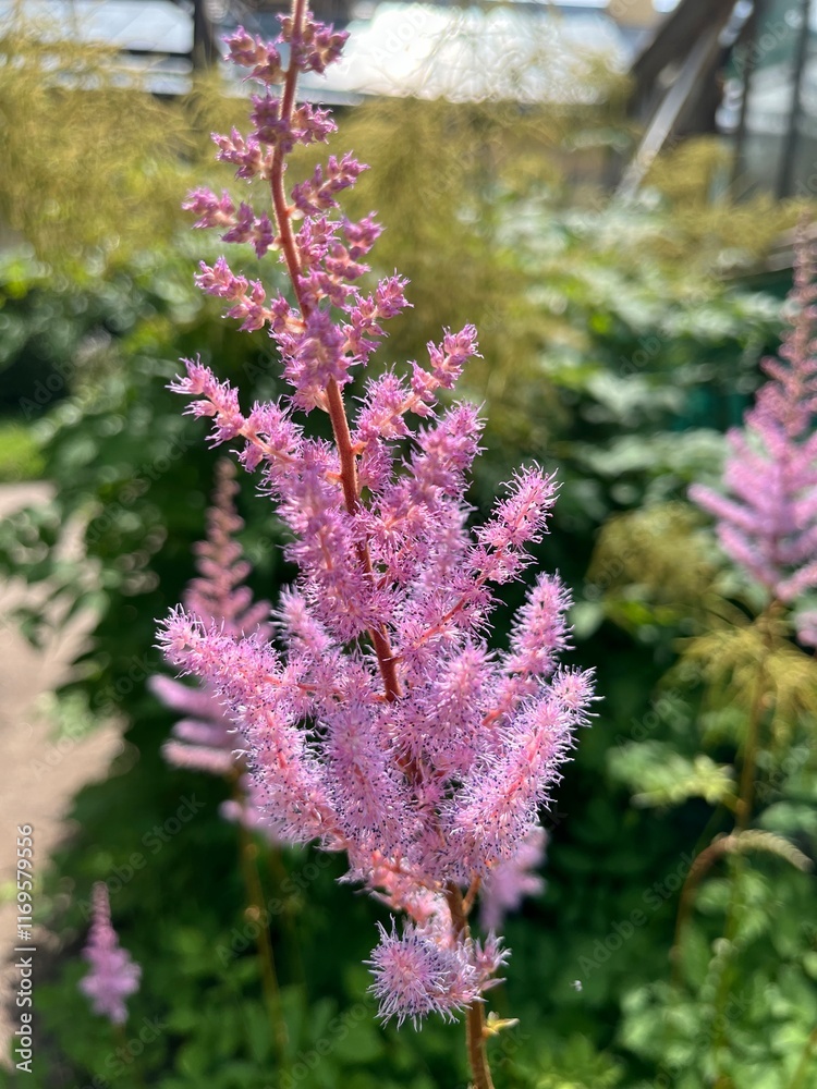Fototapeta premium Blooming Astilbe in the summer flower garden. an unusual fluffy flower with a delicate pink inflorescence. Flower background.