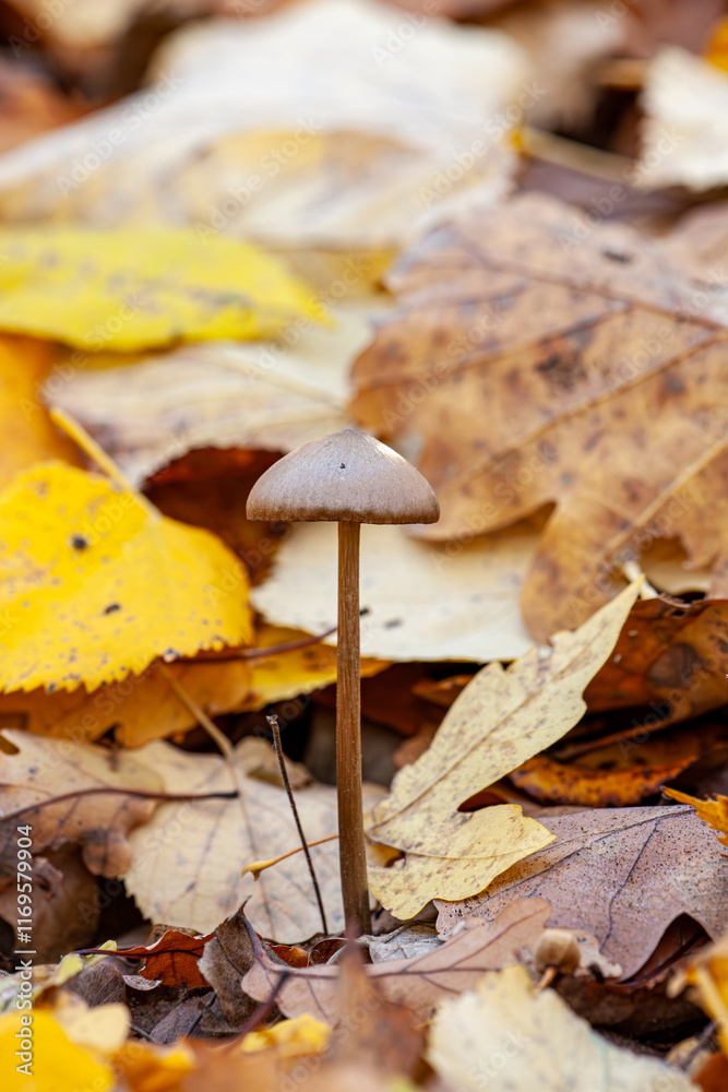 Mushrooms in a pine forest after summer rain Mushrooms in a pine forest after summer rain