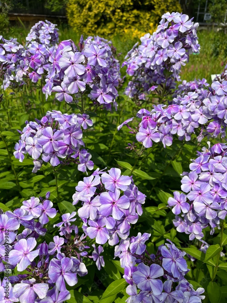 Phlox paniculata Gzhel. A shrub with lilac-purple flowers in a summer flower garden . Flower background. Phlox paniculata Gzhel. A shrub with lilac-purple flowers in a summer flower garden . Flower background.