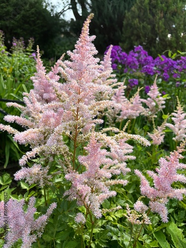 Canvastavla Blooming Astilbe Peach Blossom in the summer flower garden
