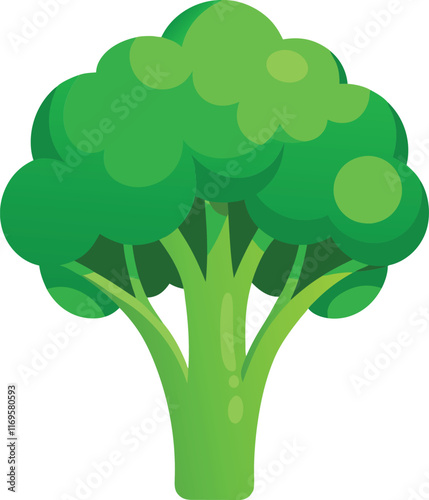 Broccoli  in cartoon style on a white background. Vector illustration.